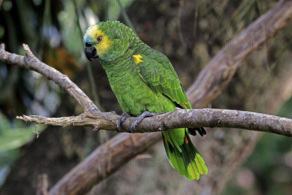 Yellow-headed Amazon (Amazona oratrix), adult, on wait, on tree, Central America, Central America