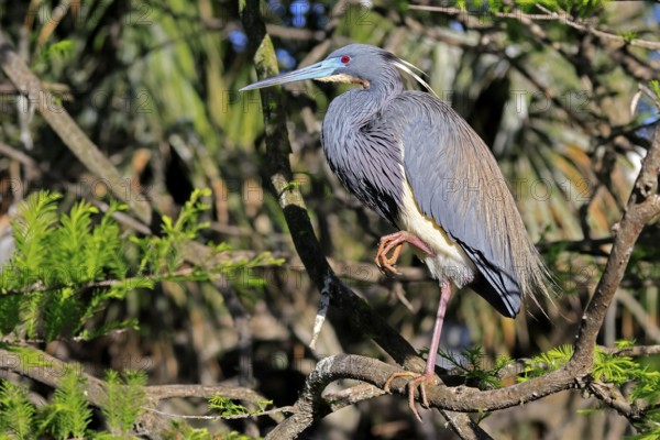 Tricoloured Heron (Egretta tricolor), adult, on tree, alert, St. Augustine, Florida, USA, North