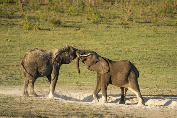 2 elephants, Loxodonta africana, have an intimate moment in a white pitch of sand hole. The wild