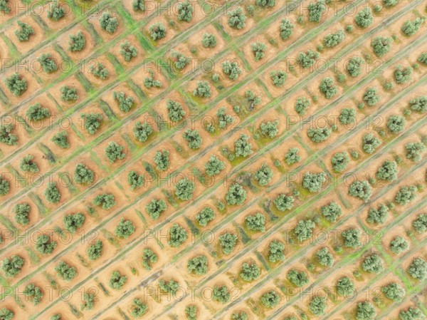 Cultivated olive trees (Olea europaea). Aerial view. Drone shot. Jaén province, Andalusia, Spain,