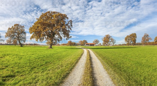 Field path through green meadows with solitary oaks in autumn, Seethal am Chiemsee, Chiemgau,