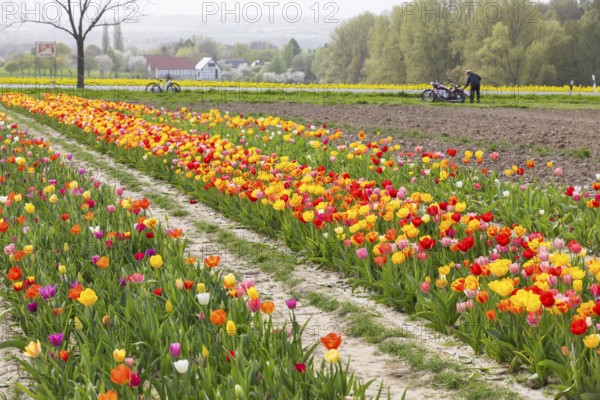 Colourful blooming tulips (tulpia) in a field for self-cutting flowers in Katzenberg, Nossen,