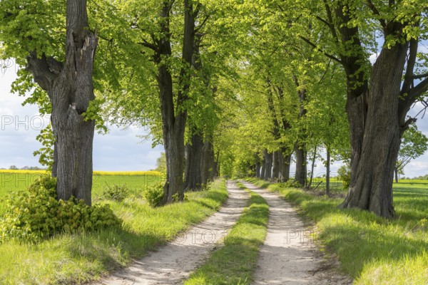Path through the 200-year-old avenue of lime trees, mainly winter lime trees (Tilia cordata),