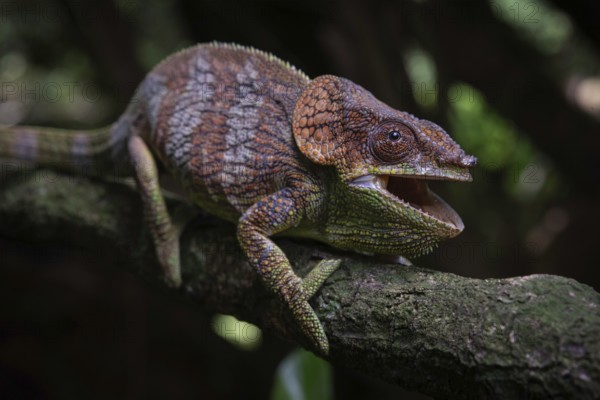 A male chameleon (Calumma amber) in the rainforests of Amber Mountain National Park in the north of