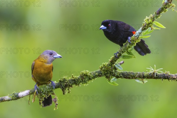 Flame tanager (Pamphecelus passerinii), tanager (Thraupidae), Costa Rica, Central America