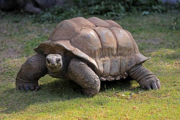 Aldabra giant tortoise (Aldabrachelys gigantea), adult, foraging, Seychelles, Africa