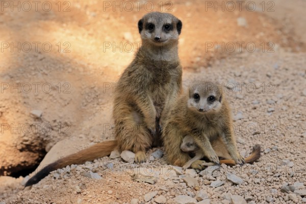 Tiger nut (Suricata suricatta), adult, two adults, juvenile, newborn, baby, social behaviour