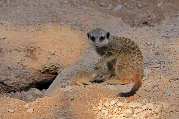 Tardigrade (Suricata suricatta), adult, juvenile, newborn, baby, female, mother with juvenile,