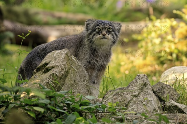 Manul (Otocolobus manul), Pallas's cat, adult, alert, sitting