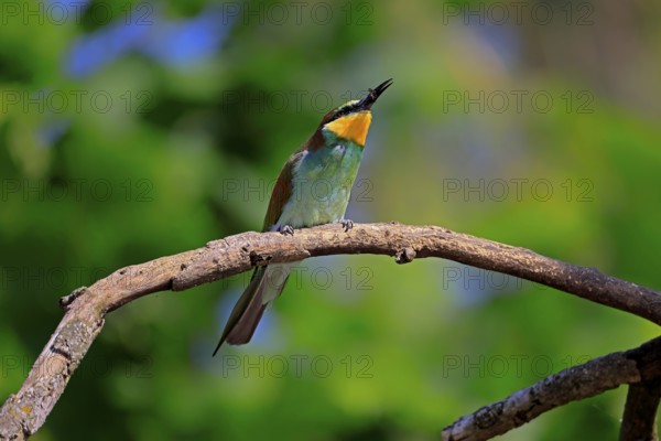 European bee-eater (Merops apiaster), adult, perch, with prey, alert, Rhineland-Palatinate,