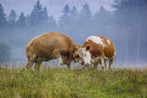 Two Holstein Friesian cows stand fighting in a meadow on a foggy day, while a forest can be seen in