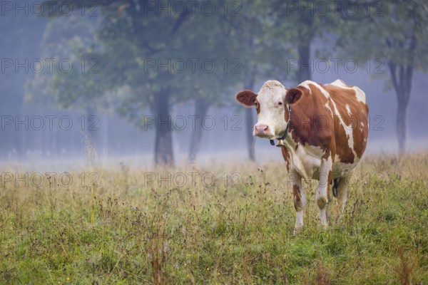 A Holstein Friesian cow stands grazing on a meadow with trees on a foggy day. Eng Valley, Austria,