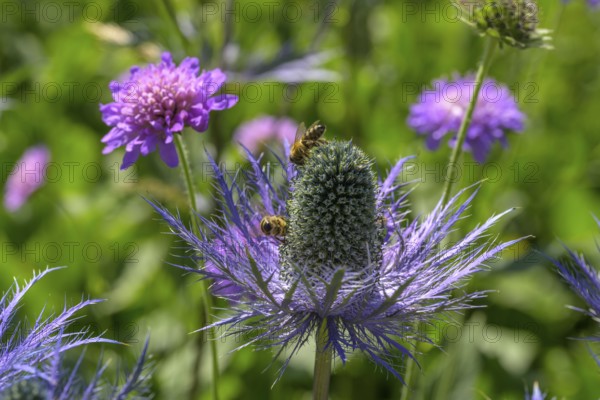 Umbelliferae (Eryngium zabeli), Botanical Garden Jardin du Lautaret, Villar-d'Arêne, Département