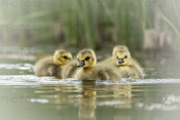 Canada goose chicks (Branta canadensis) several, swimming through the water, water droplets on the