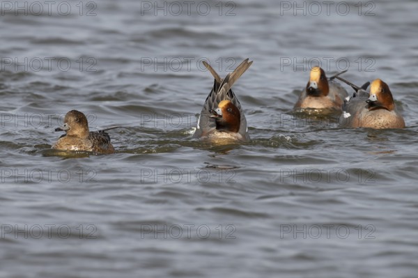 European wigeon (Mareca penelope), Texel, Netherlands