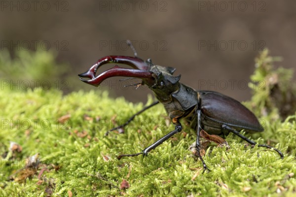 Stag beetle (Lucanus cervus), horned beetle, fire beetle, male with large mandibles, upper jaw,