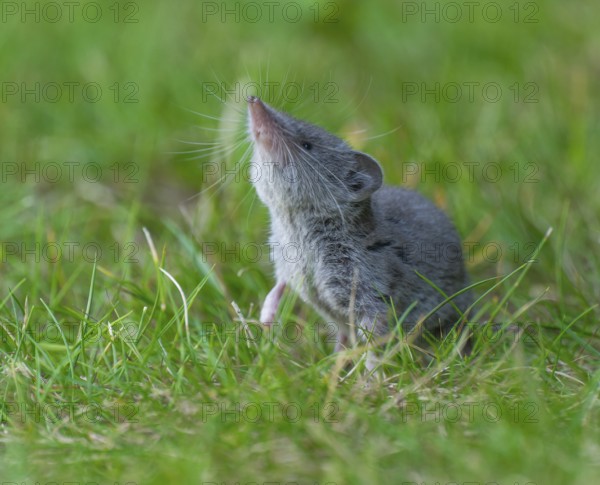Garden shrew (Crocidura suaveolens) foraging on a lawn in a garden, Lower Saxony, Germany, Europe