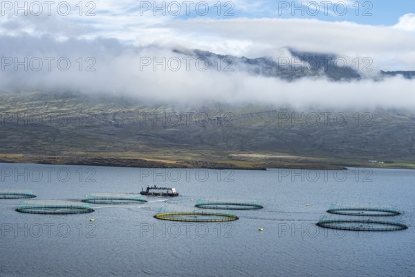 Salmon farm in the fjord at Djupivogur, East Fjords, Iceland, Europe