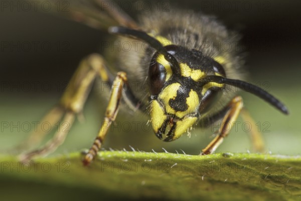 Common wasp (Vespula vulgaris) queen on leaf close up