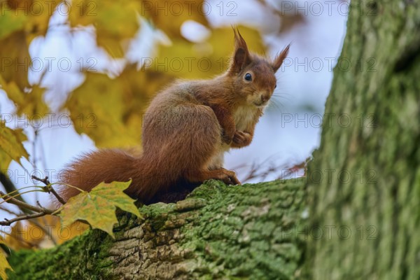 Eurasian squirrel (Sciurus vulgaris), sitting on a tree in an autumnal setting with colourful