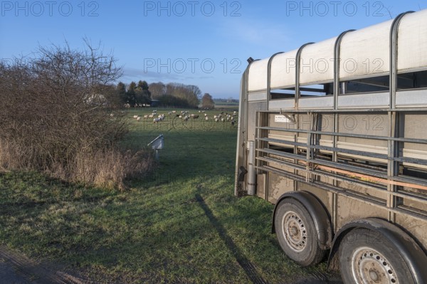 Double-decker transport trailer for sheep, behind the flock of sheep on the pasture,