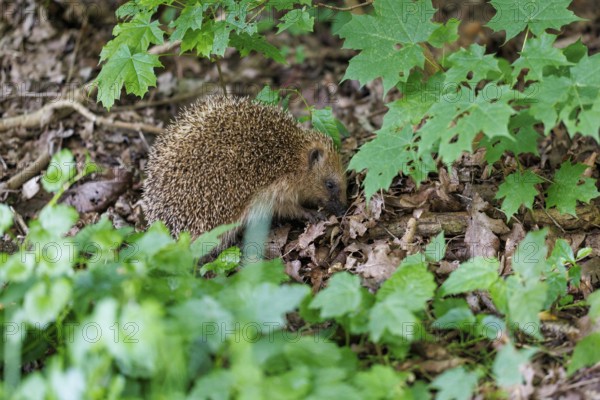 Hedgehog (Erinaceus europaeus), Germany, Europe