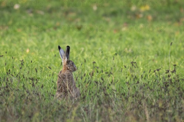 European hare (Lepus europaeus) in tall grass, Rosensteinpark, Stuttgart, Baden-Württemberg,