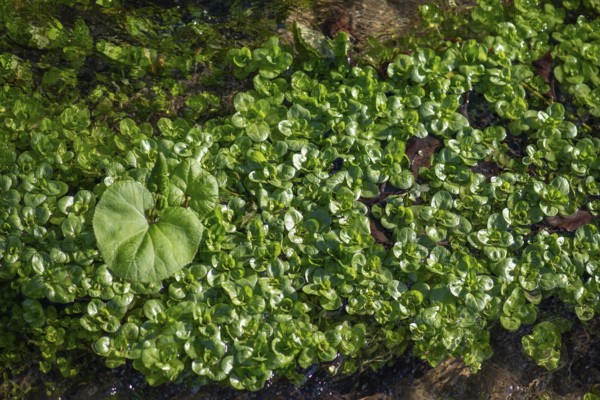 Watercress (Nasturtium officinale) and flowering butterbur (Petasites hybridus) in a stream,