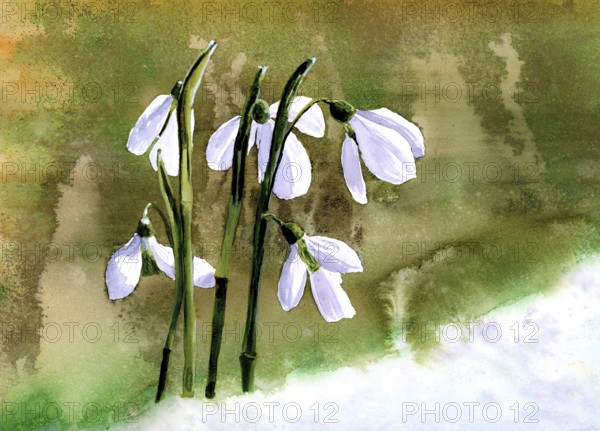 Watercolour painting of snowdrops (Galanthus), background green in various shades, foreground snow