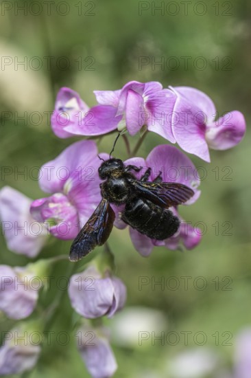 Violet carpenter bee (Xylocopa violacea) on broad-leaved pea (Lathyrus latifolius),
