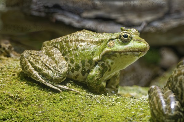 Sea frog (Pelophylax ridibundus), order of frogs in the family of true frogs, captive, occurring in