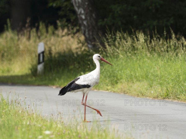 White stork (Ciconia ciconia) crossing a road from one meadow to another in search of frogs and