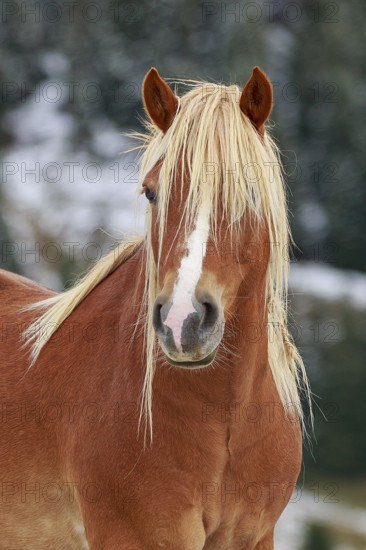 Close-up of a horse's head with a long mane in front of a snow-covered background