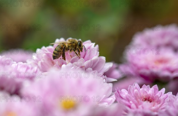 Close-up, Honey bee (Apis) on Chrysanthemum (Crysanthemum) purple, Stuttgart, Baden-Württemberg,