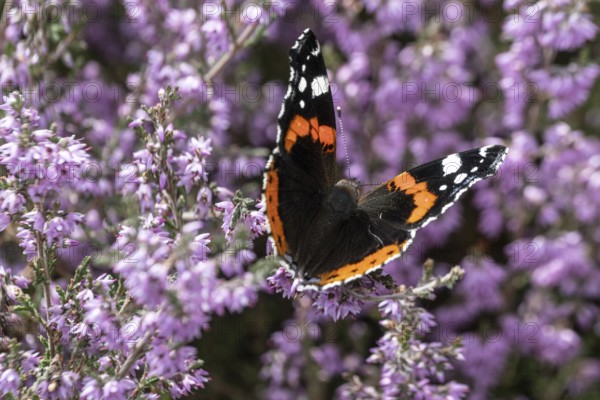Red admiral (Vanessa atalanta) on common heather (Calluna vulgaris), Emsland, Lower Saxony,