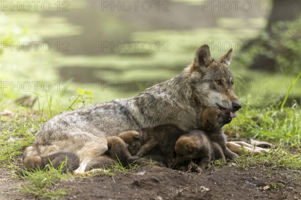 A mother wolf lovingly cares for her pups in the forest as they rest on the ground, European grey