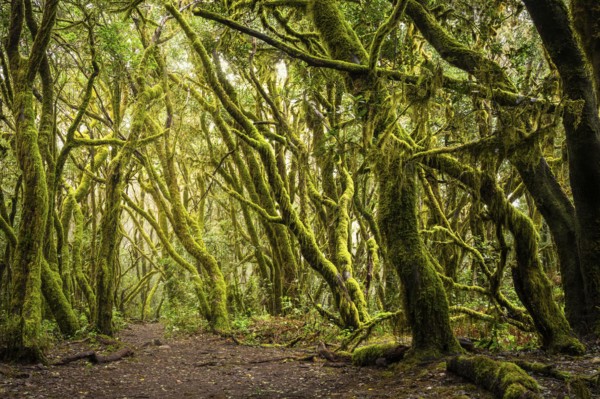 Hiking trail in the laurel forest. Trees with moss and lichen. Garajonay National Park, La Gomera,
