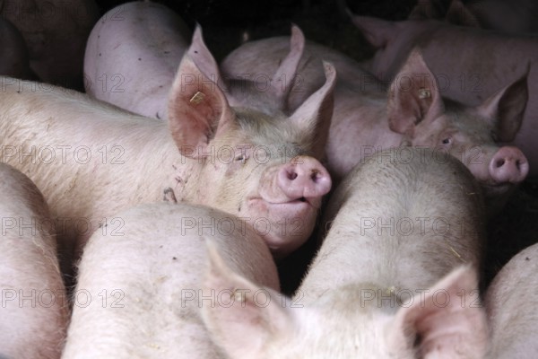 Domestic pig (Sus scrofa domesticus), pigsty, looking, Germany, The pigs can move freely in the