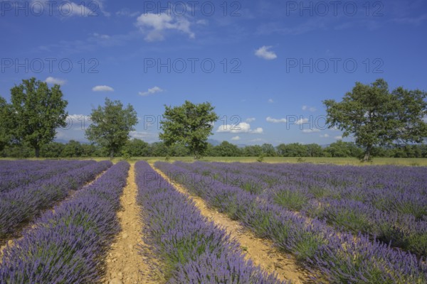 Lavender field with a row of trees against a blue sky, Alpes-de-Haute-Provence, France, Europe