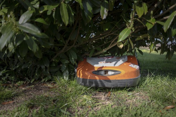 Mowing robot, lawn mower, Stihl, orange and white, under a cherry laurel bush, standing on lawn,