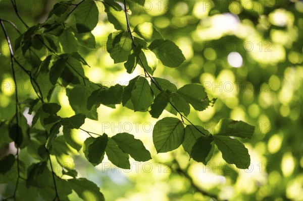 Leaves and branches of a beech tree, sculpture park, Humlebæk, Nivå Bugt, Hovedstaden, Øresund