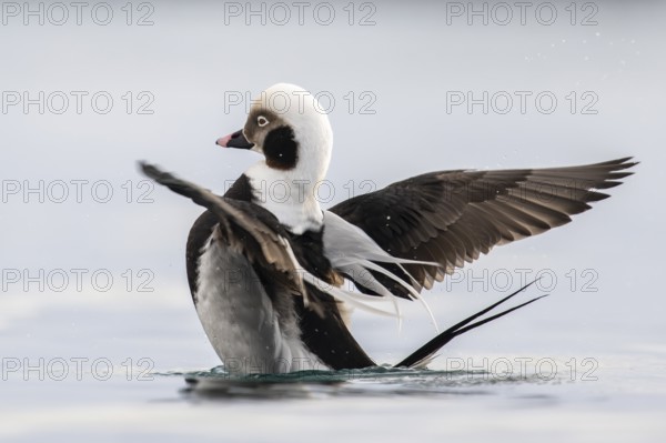 Long-tailed duck (Clangula hyemalis), male in splendid plumage with outstretched wings, Batsfjord,
