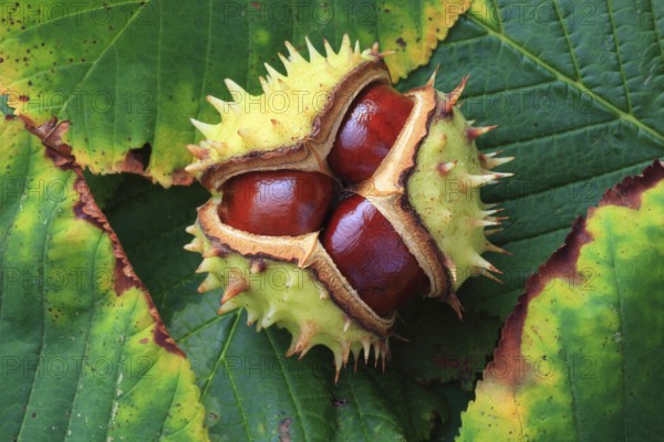 Horse chestnuts, Switzerland ( Aesculus hippocastanum) , Chestnut