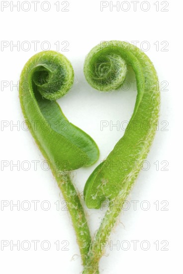 Asplenium scolopendriumunrolling leaves (Phyllitis scolopendrium, Asplenium scolopendrium) () ,