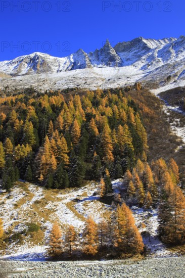 Aiguille de la Tsa, 3668 m, larch forest, Valais, Switzerland, Europe