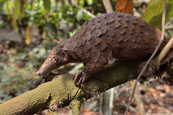 Long-tailed pangolin (Phataginus tetradactyla), Mangamba, Littoral Province, Cameroon, Africa