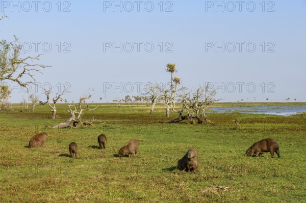 Capybaras (Hydrochoerus hydrochaeris), Estancia El Socorro, near Colonia Carlos Pellegrini, Esteros