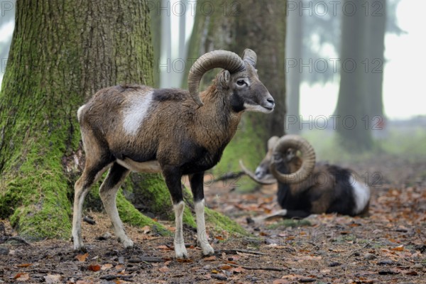 European mouflon (Ovis orientalis musimon), captive, Bavaria, Germany, Europe