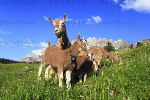 House goats on the alp, goat, goats, females and young animals, Alpstein massif, Appenzell,