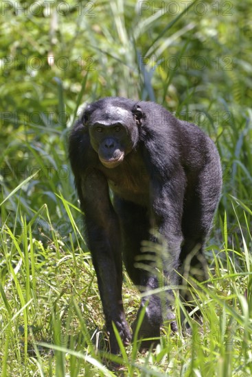 Bonobo (Pan paniscus), Lola ya Bonobo Sanctuary, Kimwenza, Mont Ngafula, Kinshasa, Democratic